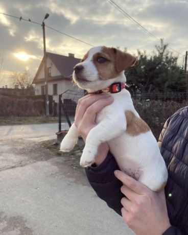 very-cute-16-weeks-old-jack-russell-puppy-for-adoption-big-2