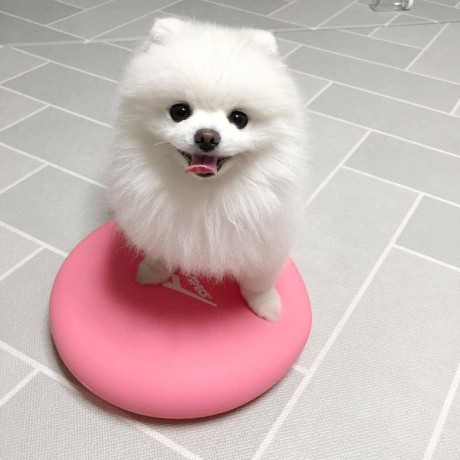 sweet-and-adorable-pomeranian-puppy-big-2