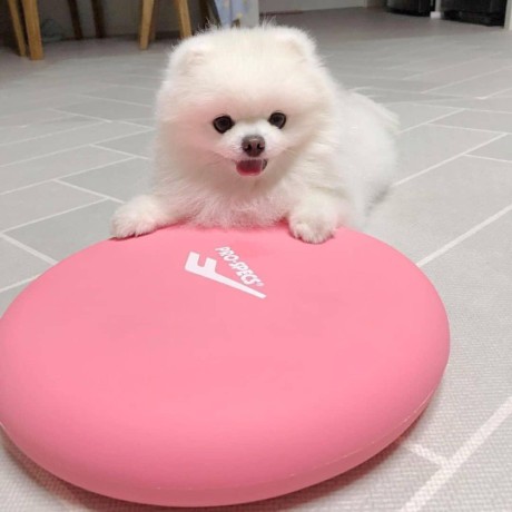 sweet-and-adorable-pomeranian-puppy-big-3