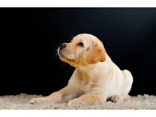Adorable and sweet Golden retriever puppy