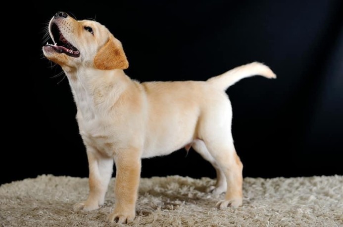 adorable-and-sweet-golden-retriever-puppy-big-4