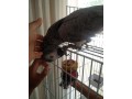 african-gray-parrots-small-2