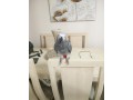 african-gray-parrots-small-1