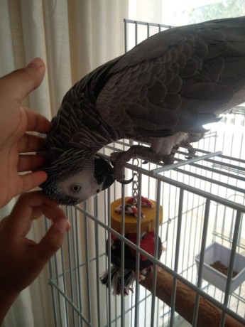 african-gray-parrots-big-2