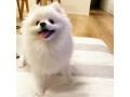 pomeranian-puppy-for-adoption-small-3