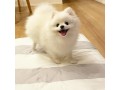 pomeranian-puppy-for-adoption-small-4