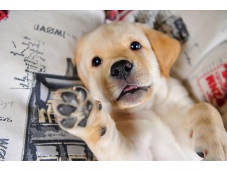 Sweet and adorable golden retriever puppy rea