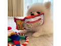 pomeranian-for-adoption-due-to-emergency-small-2