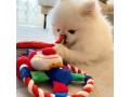 pomeranian-for-adoption-due-to-emergency-small-0