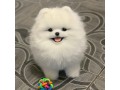 neutered-pomeranian-puppy-for-free-adoption-contact-quickly-small-0