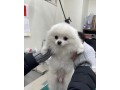 neutered-pomeranian-puppy-for-free-adoption-contact-quickly-small-2
