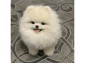 neutered-pomeranian-puppy-for-free-adoption-contact-quickly-small-1
