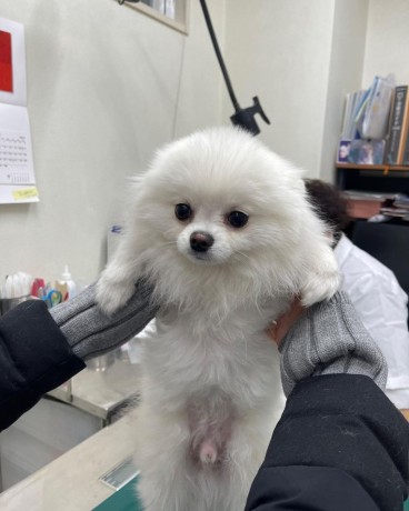 neutered-pomeranian-puppy-for-free-adoption-contact-quickly-big-2