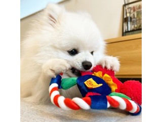 Amazing Pomeranian available right now