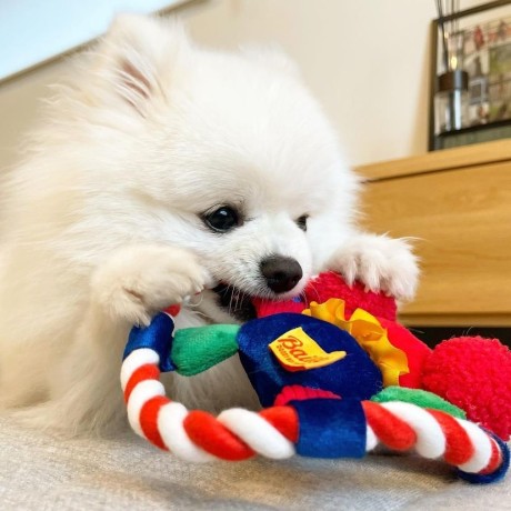amazing-pomeranian-available-right-now-big-0