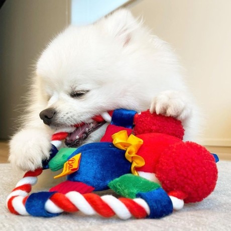 amazing-pomeranian-available-right-now-big-1