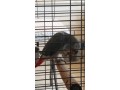 tamed-african-grey-parrots-available-small-3