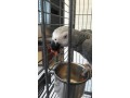 tamed-african-grey-parrots-available-small-1
