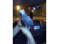 tamed-african-grey-parrots-available-small-2