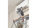 tamed-african-grey-parrots-available-small-0