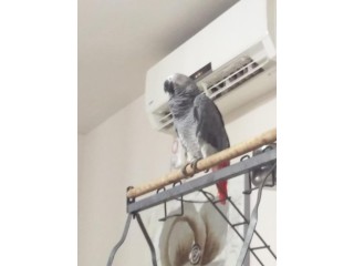 Tamed African Grey parrots available