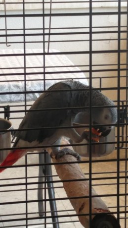 tamed-african-grey-parrots-available-big-3