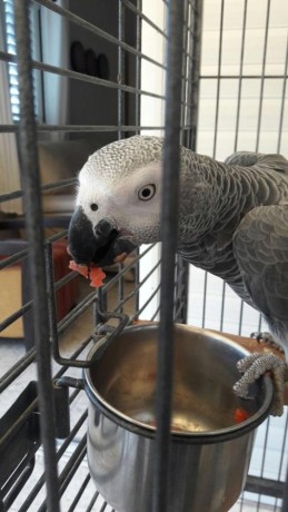 tamed-african-grey-parrots-available-big-1