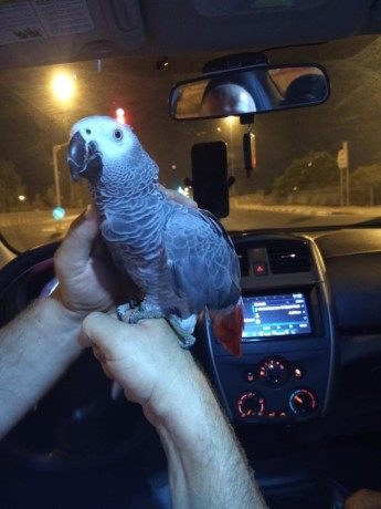 tamed-african-grey-parrots-available-big-2
