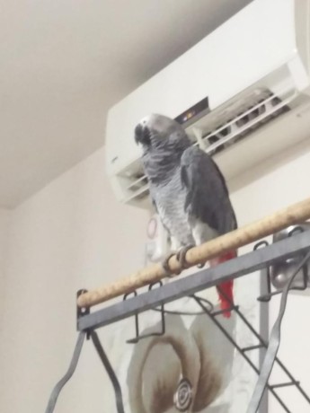 tamed-african-grey-parrots-available-big-0