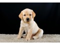 golden-retriever-puppy-pure-breed-for-adoption-small-4