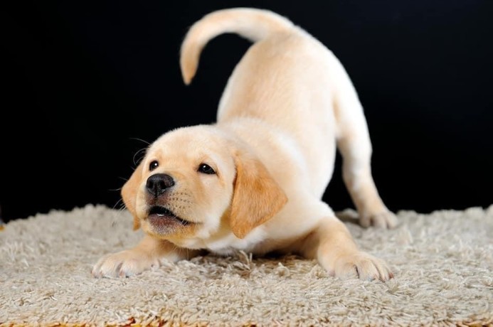 golden-retriever-puppy-pure-breed-for-adoption-big-1