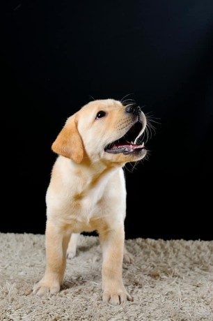 golden-retriever-puppy-pure-breed-for-adoption-big-3