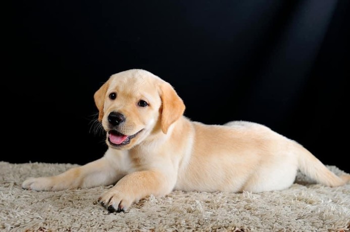 golden-retriever-puppy-pure-breed-for-adoption-big-0