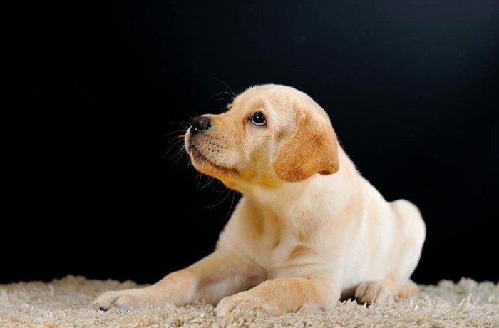 golden-retriever-puppy-pure-breed-big-0