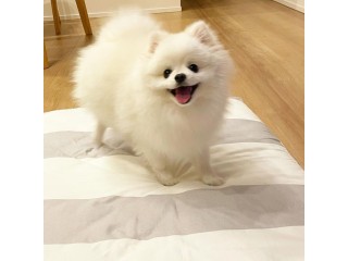 Neutered White Pomeranian puppy looking for new home