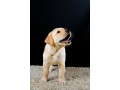 golden-retriever-puppy-for-urgent-adoption-small-1