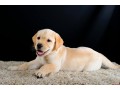 golden-retriever-puppy-for-urgent-adoption-small-2