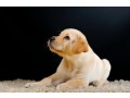 golden-retriever-puppy-for-urgent-adoption-small-3