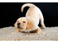 golden-retriever-puppy-for-urgent-adoption-small-4