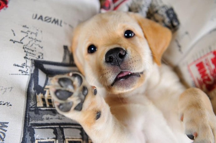 golden-retriever-puppy-for-urgent-adoption-big-0