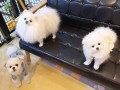 pure-breed-pomeranian-puppy-small-2