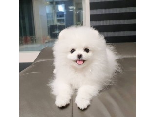 Urgent adoption of a white Pomeranian puppy