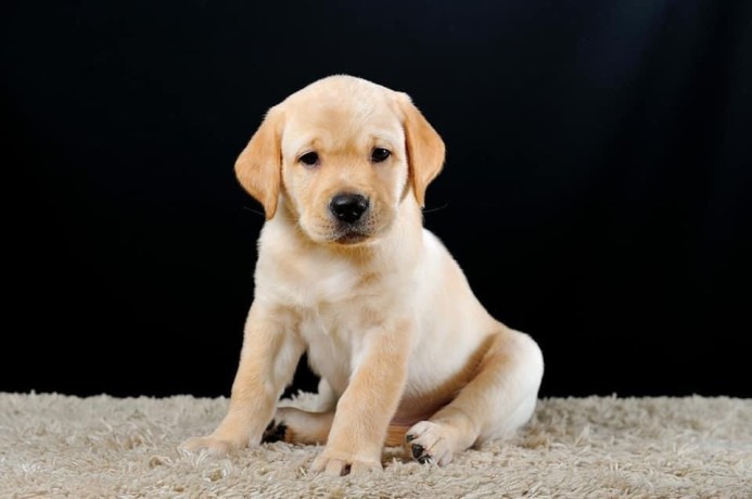our-outstanding-golden-retriever-puppy-has-a-beautiful-litter-now-looking-for-their-forever-loving-home-big-2
