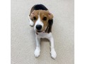 adorable-and-sweet-beagles-puppies-available-small-2
