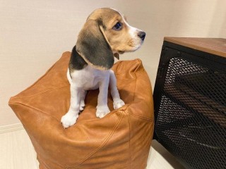 Adorable and sweet beagles puppies available