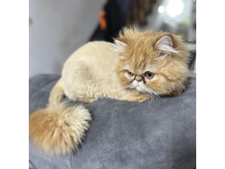 חתול פרסי