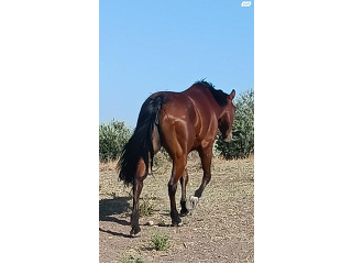 סוסה קווטר בת 12 סוסת