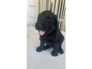 גורה טרייר רוסי שחור russian black terrier