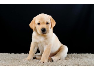 Golden retriever puppy available for adoption