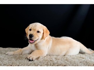 Outstanding Golden Retriever puppy ready for adoption